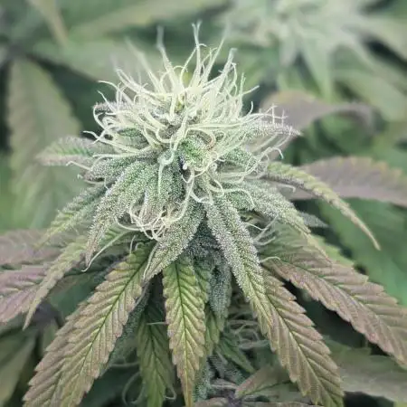 Irvine Mixed Fem Grow 2