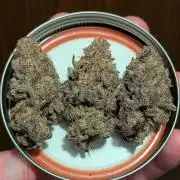 Blueberry Spider