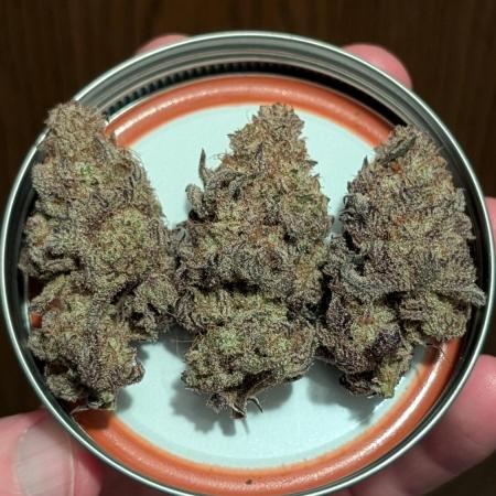Blueberry Spider
