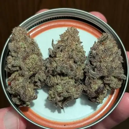 Blueberry Spider