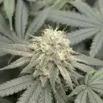 Dante's Inferno #8 S1