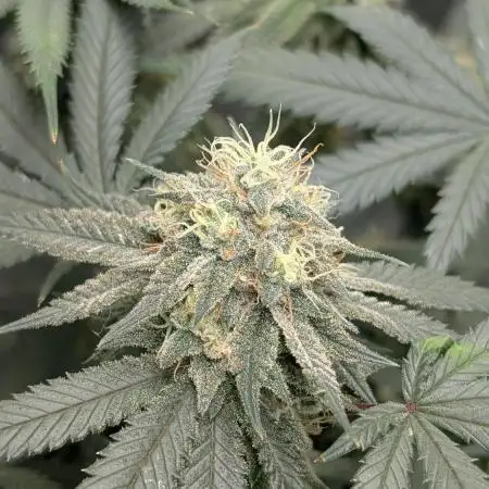 Dante's Inferno #8 S1