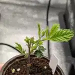 Blueberry Spider Clone