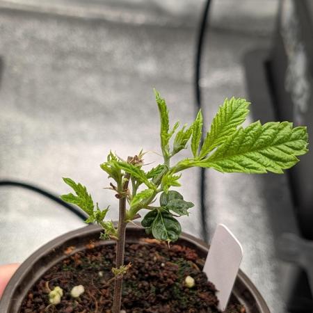 Blueberry Spider Clone