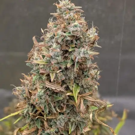 Fuckle Berries and BSB's