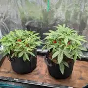 Skywalker OG & Strawberry Gorilla