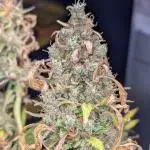Happy Bird Auto Grow 2