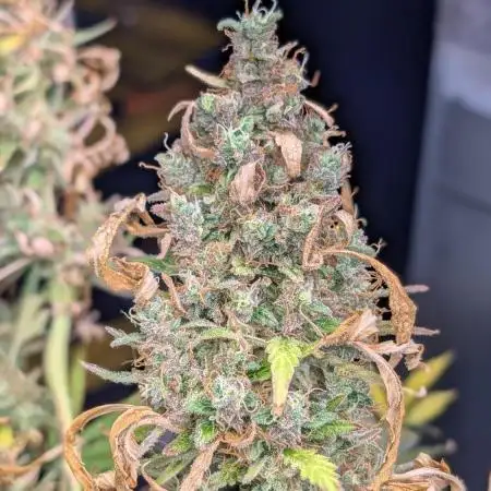 Happy Bird Auto Grow 2