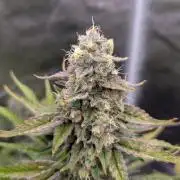 Tahoe OG Kush - 12/12 Reg Grow