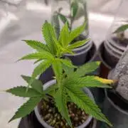 Blueberry Spider (Clones Run)