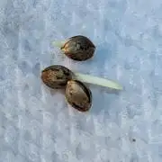 Blue Dream