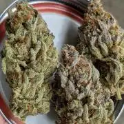 Autopot Discord Grow Along