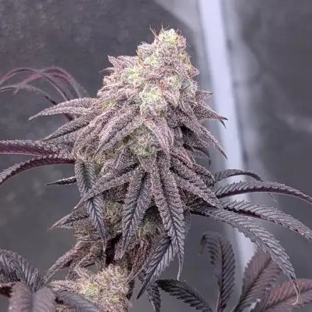 Blueberry Spider