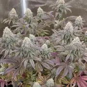 Dumpstar & Grandpa's Stash