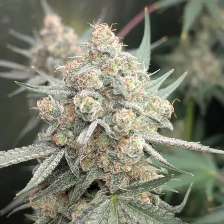 Fuckle Berries and BSB's