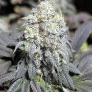 Dumpstar & Grandpa's Stash