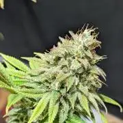 Dumpstar & Grandpa's Stash