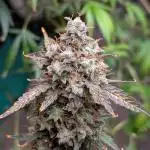 Happy Bird Auto Grow 2
