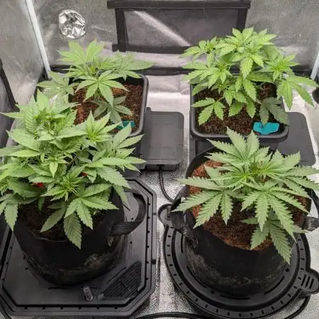 Dump-Star, OG Kush & Grandpa's Stash