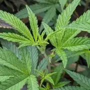 Blueberry Spider (Clones Run)