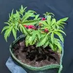 Blueberry Spider Clone