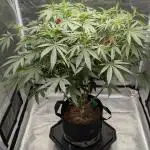 Dante's Inferno #8 S1