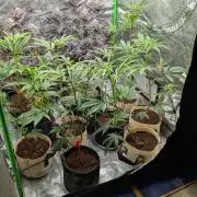 Blueberry Spider (Clones Run)