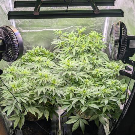 OC Runtz, MMXX, OG Kush