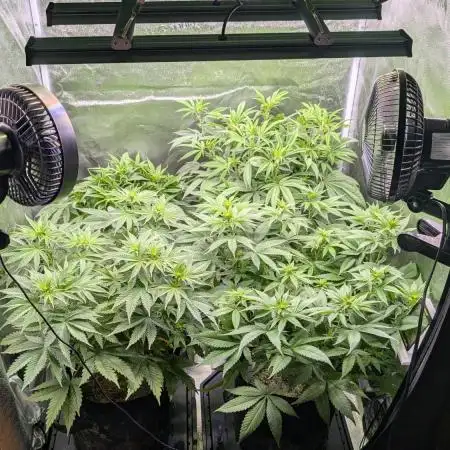 OC Runtz, MMXX, OG Kush