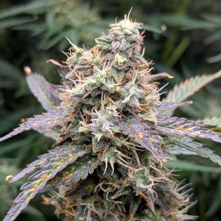 Happy Bird Auto Grow 2