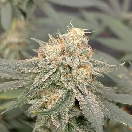 Dante's Inferno #8 S1