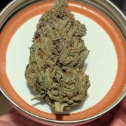 Autopot Discord Grow Along