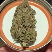 Autopot Discord Grow Along
