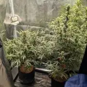 Skywalker OG & Strawberry Gorilla