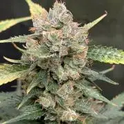 Skywalker OG & Strawberry Gorilla