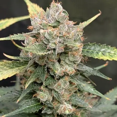 Skywalker OG & Strawberry Gorilla
