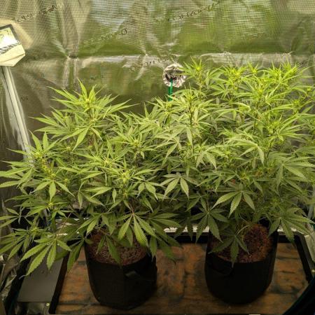 Skywalker OG & Strawberry Gorilla