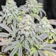 Dumpstar & Grandpa's Stash