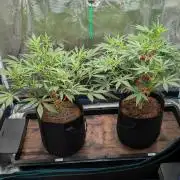 Skywalker OG & Strawberry Gorilla