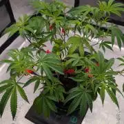 Blueberry Spider Clone