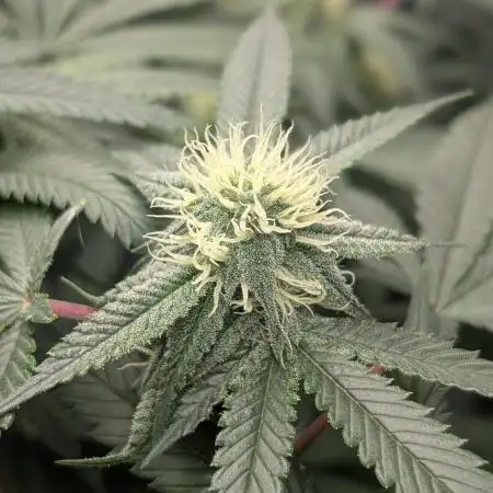 Dante's Inferno #8 S1