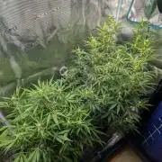 Skywalker OG & Strawberry Gorilla