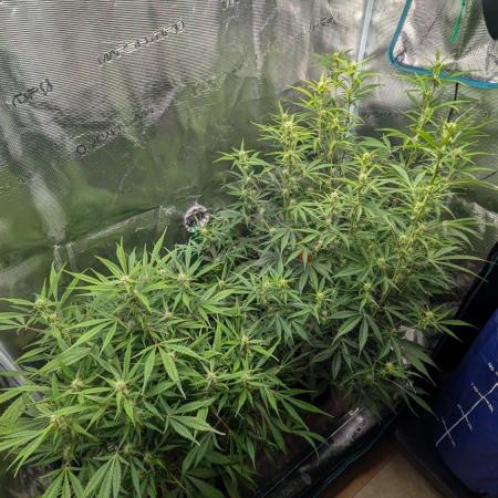 Skywalker OG & Strawberry Gorilla