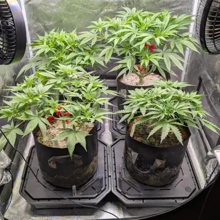 OC Runtz, MMXX, OG Kush