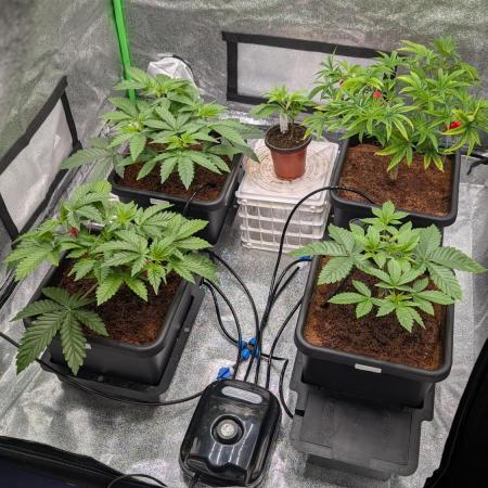 Nova 91 x OC Runtz/Apple Glitter