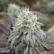 Dumpstar & Grandpa's Stash