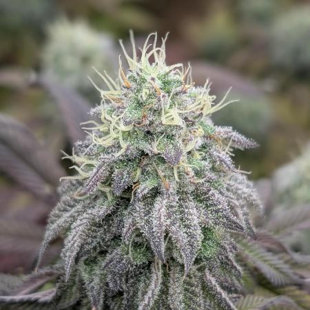 Dumpstar & Grandpa's Stash