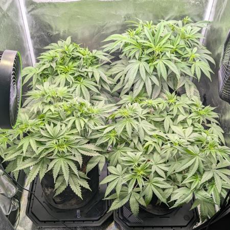 OC Runtz, MMXX, OG Kush