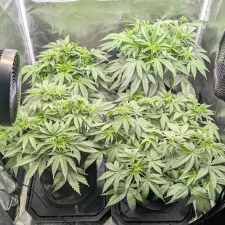OC Runtz, MMXX, OG Kush