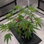 Blueberry Spider Clone